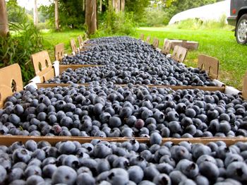 4 Places To Pick Your Own Blueberries In Vermont