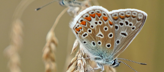 16 Ways to Help #SaveTheMonarchs