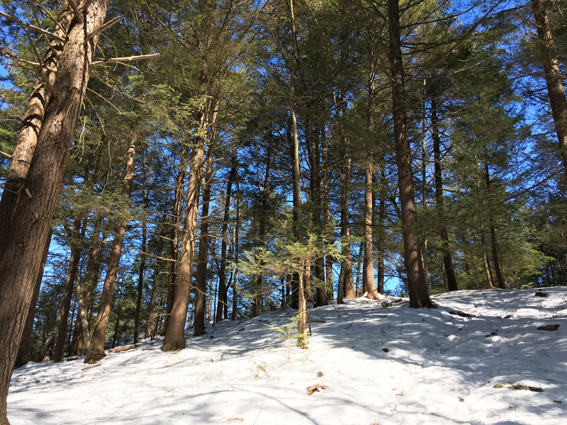 A person is skiing down a snowy hill in a forest.