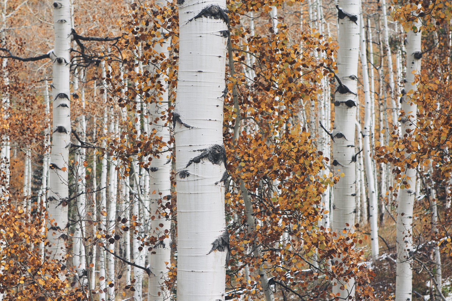 birch trees