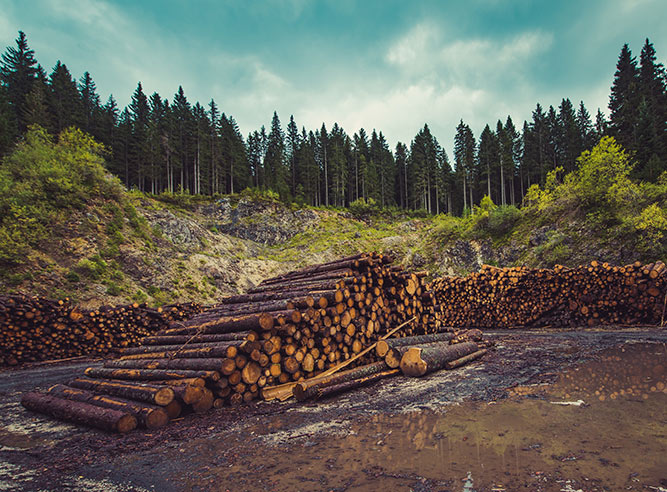 Cut logs stacked neatly, showcasing high-quality American woodworking materials.