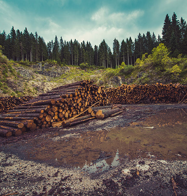 A pile of logs in a forest.