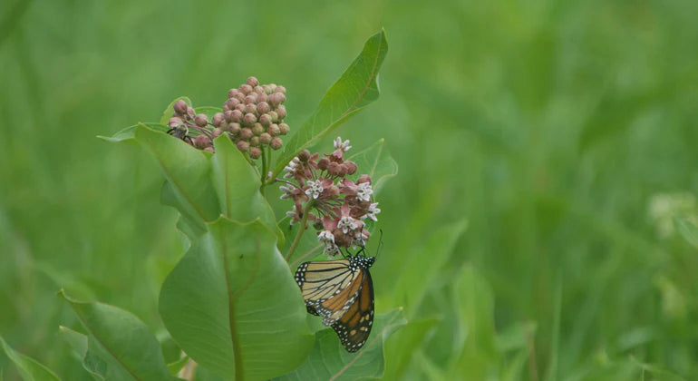 Monarch Butterflies & Milkweed Restoration