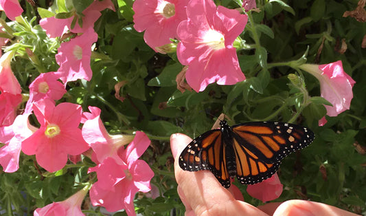 10 Tips for Saving the Monarch Butterfly