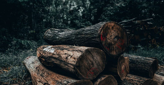 10 Quotes About Deforestation That Will Inspire You To Create Change