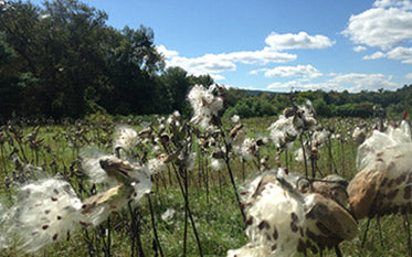 Cotton plants in a field.