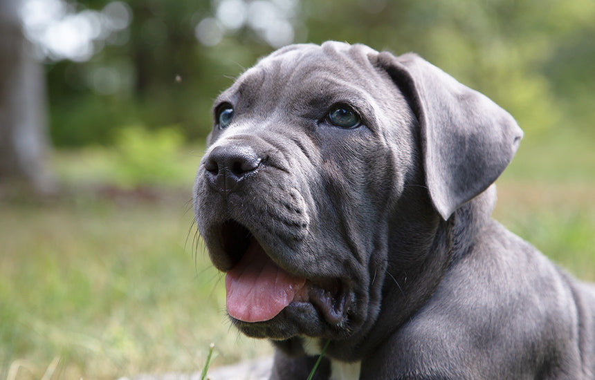 15% off Dog Days of Summer Sale