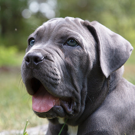 Current Sale - 15% off Dog Days of Summer Sale