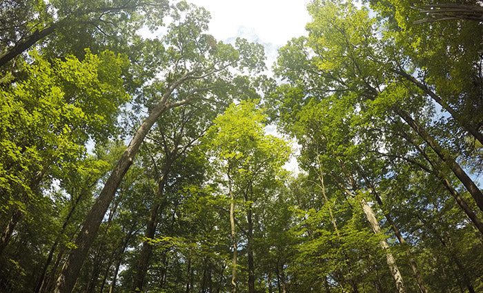 A forest full of green trees.