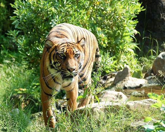 A tiger walking in the grass near some rocks.