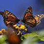 Two monarch butterflies perched on a yellow flower.