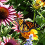 A monarch butterfly on a flower.