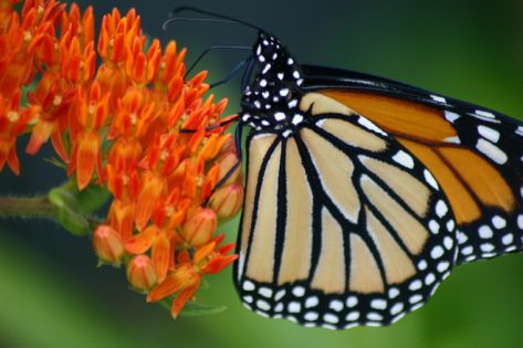 A monarch butterfly is sitting on an orange flower.