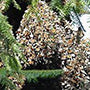 A group of monarch butterflies are hanging from a tree.