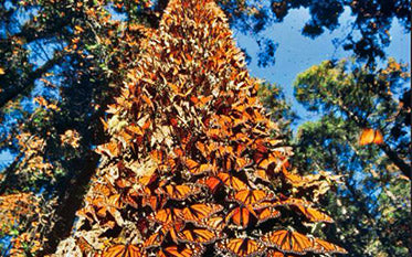 Load video: Jose Luis Alvarez and the Forests For Monarchs reforestation program